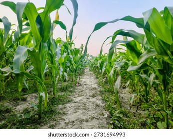A perspective view of a narrow soil path leading through rows of lush green corn plants in a rural agricultural field under a clear sky