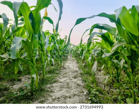 A perspective view of a narrow soil path leading through rows of lush green corn plants in a rural agricultural field under a clear sky
