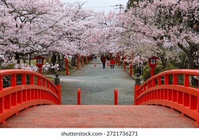 Perspective view of a pathway under an archway of full bloom Cherry Blossoms (Sakura Namiki) at Suzumigaoka Hachiman Shrine in Soma City, Fukushima Prefecture, Japan.

A breathtaking springtime scene captures the iconic red arched bridge (Shunyo-bashi) leading toward the Suzumigaoka Hachiman Shrine in Soma City, Fukushima Prefecture, Japan. The pathway is enveloped by a vibrant tunnel of full-bloom pink cherry blossoms (sakura), creating a stunning contrast against the traditional vermilion structure and red lanterns lining the path.
The perspective from the bridge offers a leading line composition into the distance, where a few blurred figures can be seen enjoying the hanami (flower viewing) atmosphere. This picturesque location is a popular and tranquil spot for experiencing Japan's spring beauty and traditional culture.

The image is ideal for travel brochures, website headers, articles about Japanese spring festivals, or calendars.
