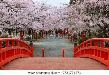 Perspective view of a pathway under an archway of full bloom Cherry Blossoms (Sakura Namiki) at Suzumigaoka Hachiman Shrine in Soma City, Fukushima Prefecture, Japan.

A breathtaking springtime scene captures the iconic red arched bridge (Shunyo-bashi) leading toward the Suzumigaoka Hachiman Shrine in Soma City, Fukushima Prefecture, Japan. The pathway is enveloped by a vibrant tunnel of full-bloom pink cherry blossoms (sakura), creating a stunning contrast against the traditional vermilion structure and red lanterns lining the path.
The perspective from the bridge offers a leading line composition into the distance, where a few blurred figures can be seen enjoying the hanami (flower viewing) atmosphere. This picturesque location is a popular and tranquil spot for experiencing Japan's spring beauty and traditional culture.

The image is ideal for travel brochures, website headers, articles about Japanese spring festivals, or calendars.