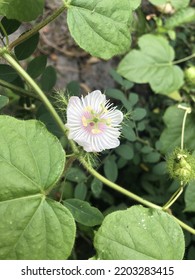 Perspective View Photo Of Passiflora Foetida L. Also Known As Wild Maracuja, Bush Passion Fruit, Wild Water Lemon, Stinking Passionflower, Running Pop, Love In A Mist, Wild Passionfruit.