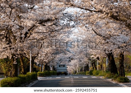 Perspective view of a road under the archway of Sakura trees on a beautiful spring day, in Nagatoro 長瀞, Chichibu area, Saitama, Japan. Hanami (admiring cherry blossoms) is a popular activity in Japan