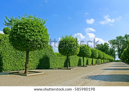 Perspective View of Round Shaped Topiary Green Trees with Hedge and Blue Sky on the Background at the Summer Garden in Rundale, Latvia