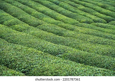 Perspective View Of Rows Of Green Turkish Black Tea Plantations Ready For Harvest Cultivated On A Mountain Terrace Field In The Cayeli Area Rize Province