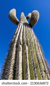 A Perspective View Of The Saguaro Cactus In Arizona Near Black Rock City, Arizona