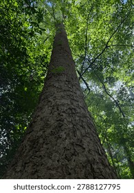 Perspective View Of Tall Tree Trunk With Textured Brown Bark Under Dense Green Leaf Canopy In Forest Setting On Sunny Day