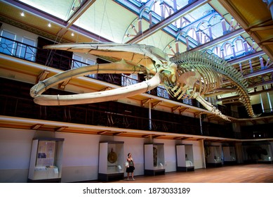 Perth, Australia - December 7, 2020: Skeleton of a blue whale at the Western Australian Boola Bardip museum
