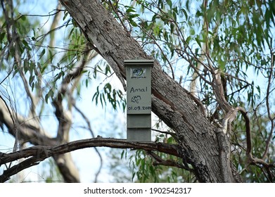 PERTH - JAN 24 2021:Bat Box Affixed To Eucalyptus Tree In Perth Western Australia. Bat House  Designed For The Conservation Of Endangers Bat Species.