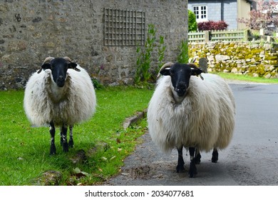 Perth Lanark Northumberland are subdivisions of the most numerous in the UK Scottish Blackface sheep. It is hardy hill breed and females have strong mothering ability to rear lambs in extreme terrain.