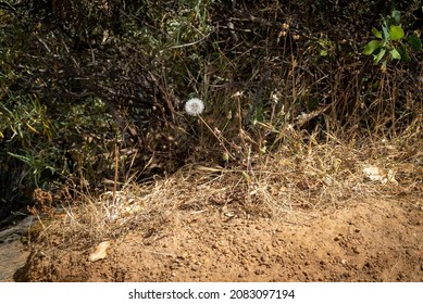 Perth, Western Australia - November 20th 2021: A tall poppy flower rising above the dry grass and bushes
