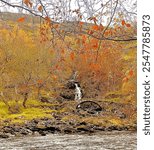 Perthshire Glen Lyon waterfall and old Roman Bridge of Scotland