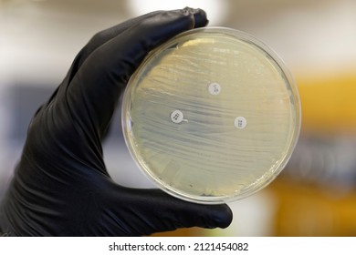 A Pertri plate showing the resistance of bacteria to antibiotics. If the bacteria is resistant the zone of inhibition will not form. - Shutterstock ID 2121454082