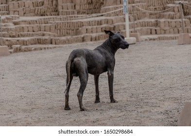 Peru Hairless Dog In Pyramid.