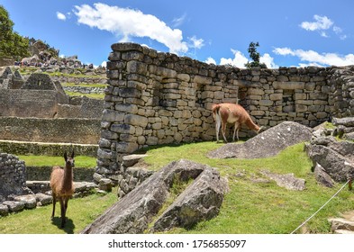 Peru Manchu Picchu Llama And Alpaca