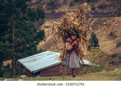 PERU - SEPTEMBER 20: Old Indigenous Woman In Colorful Traditional Clothes Carrying Wood On Her Back .