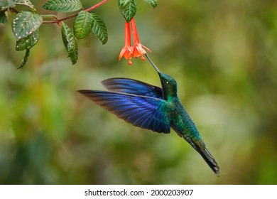 Peru wildlife. Great sapphirewing, Pterophanes cyanopterus, big blue hummingbird, Yanacocha, Pichincha in Ecuador. Bird sucking nectar from red flower bloom, nature behaviour.