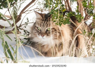 Cross Breed Cat High Res Stock Images Shutterstock