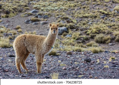 Peruvian Alpaca In Andes