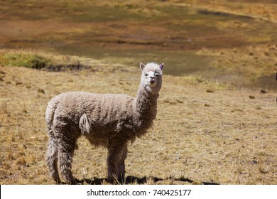 Peruvian Alpaca In Andes