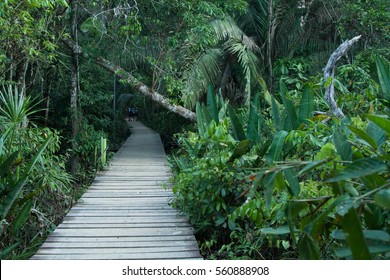 Peruvian Amazon Jungle (unedited)