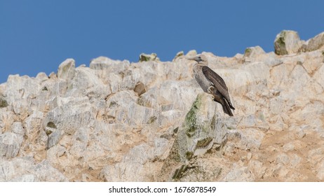 Peruvian booby (Sula variegata) sitting on a rock on the Islas Ballestas, a popular tourist destination in Peru