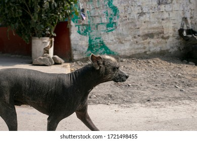 Peruvian Dog On The Streets Of Lima, Peru