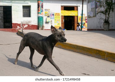 Peruvian Dog On The Streets Of Lima, Peru