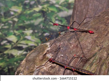 Peruvian Fire Stick (Oreophoetes Peruana)