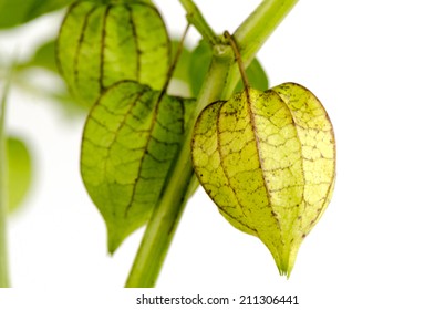 Peruvian groundcherry