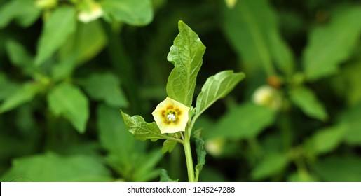 Peruvian Groundcherry Flower - Shutterstock ID 1245247288