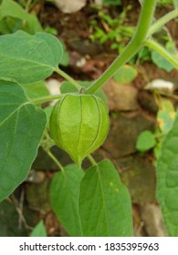 Peruvian Groundcherry And It Fruit