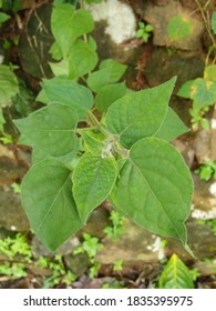 Peruvian Groundcherry And It Fruit