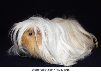 Peruvian Guinea Pig 