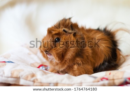 Peruvian guinea pig breed on a light background.
Domestic rodent looking at the camera. A male Peruvian guinea pig looks at a light blanket. Fluffy guinea pig of red color with black spots. Pet care.