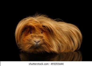 Peruvian Guinea pig with long hair and funny hairstyle on isolated black background with reflection