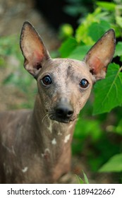 Peruvian Hairless Dog