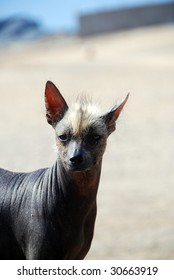 Peruvian Hairless Dog