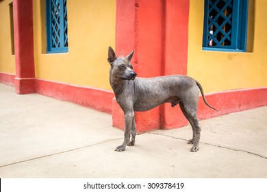 Peruvian Hairless Dog