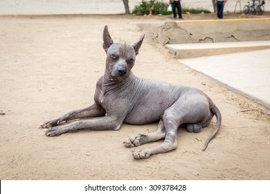 Peruvian Hairless Dog