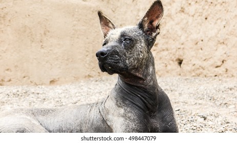 A Peruvian Hairless Dog