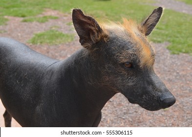 Peruvian Hairless Dog