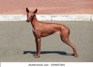 can you get hairless dogs