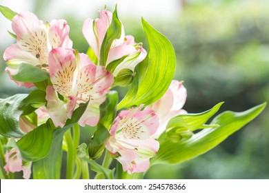 Peruvian Lily