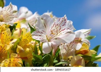 Alstroemeria の画像 写真素材 ベクター画像 Shutterstock