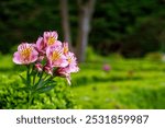 Peruvian Lily in the park of Mateus palace near town Villa Real, Portugal