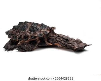 Peruvian Mata-Mata Turtle White Background
