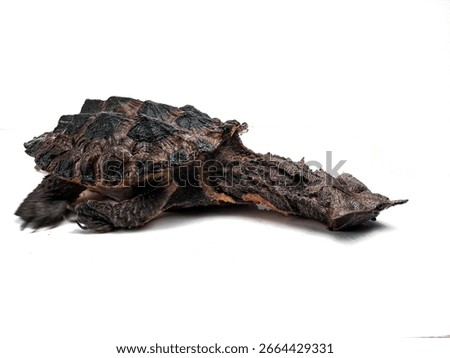 Peruvian Mata-Mata Turtle White Background