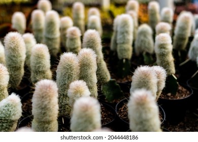 Peruvian Old Man Cactus In The Garden