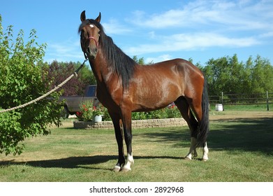 Peruvian Paso Horse