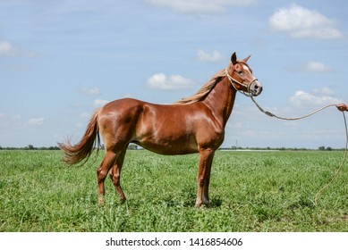 The Peruvian Paso Or Peruvian Horse Is A Breed Of Light Saddle Horse Known For Its Smooth Ride.